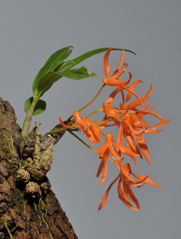 Dendrobium lamyaiae