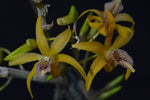 Carica l'immagine nel visualizzatore Galleria, Dendrobium landidium x unicum
