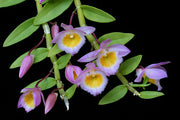 Dendrobium loddigesii