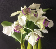 Dendrobium (macrophyllum x atroviolaceum) x rhodostictum