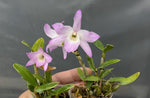 Carica l&#39;immagine nel visualizzatore Galleria, Dendrobium moniliforme Fujizuru 富士鶴
