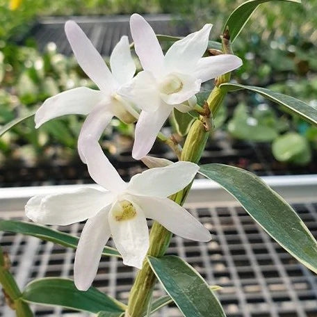 Dendrobium moniliforme Hakutsuru 白鶴