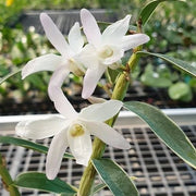 Dendrobium moniliforme Hakutsuru 白鶴