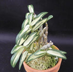 Carica l&#39;immagine nel visualizzatore Galleria, Dendrobium moniliforme Hakutsuru 白鶴
