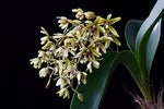 Load image into Gallery viewer, Dendrobium munificum