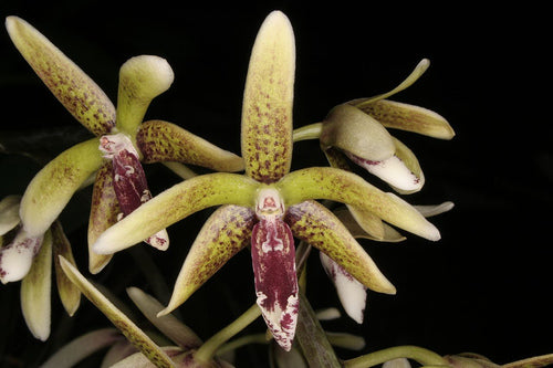 Dendrobium munificum