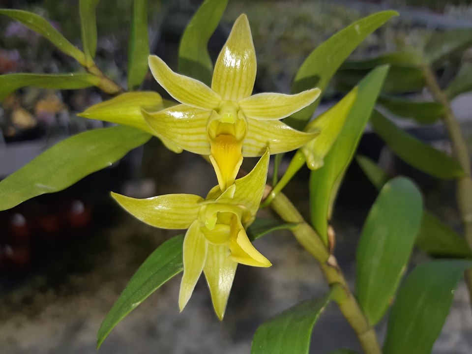 Dendrobium nemorale x tobaense