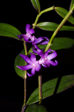 Carica l&#39;immagine nel visualizzatore Galleria, Dendrobium ostrinum
