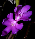 Carica l&#39;immagine nel visualizzatore Galleria, Dendrobium ostrinum
