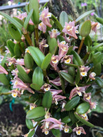 Load image into Gallery viewer, Dendrobium pachyphyllum

