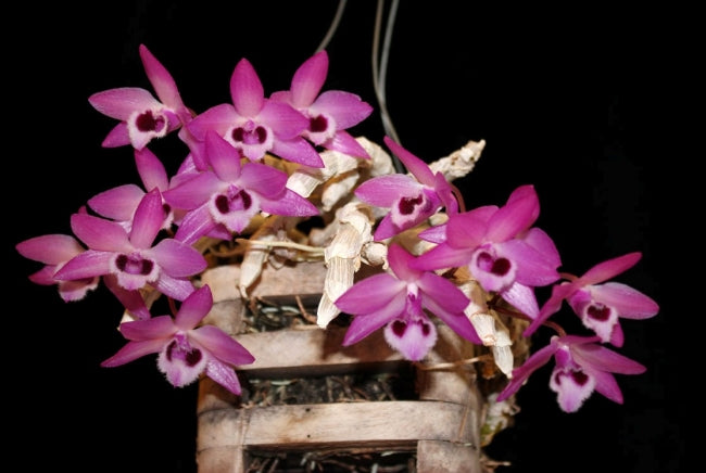 Dendrobium parishii