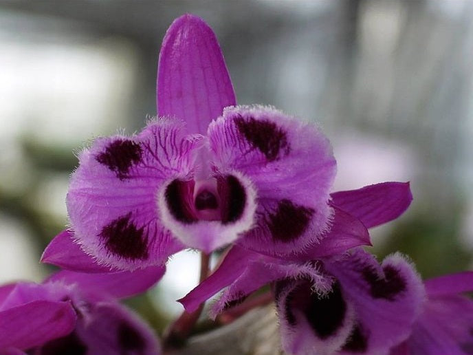 Dendrobium parishii 'Six Eyes'