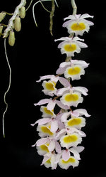 Load image into Gallery viewer, Dendrobium primulinum
