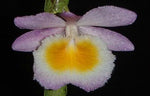 Load image into Gallery viewer, Dendrobium primulinum
