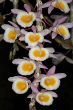 Carica l'immagine nel visualizzatore Galleria, Dendrobium primulinum 'yellow'