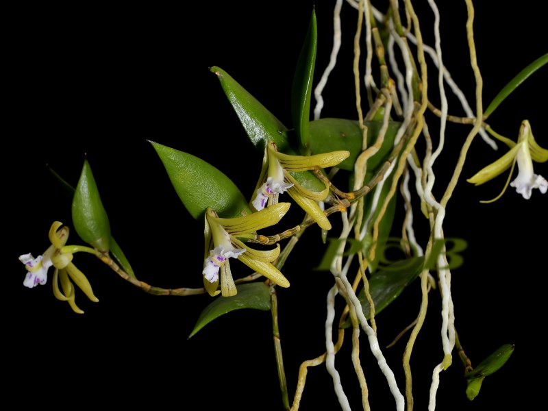 Dendrobium pungiforme