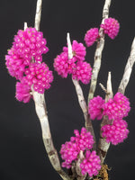 Load image into Gallery viewer, Dendrobium purpureum