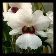 Dendrobium Sanderae x Silver bells