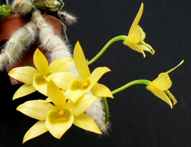 Dendrobium senile