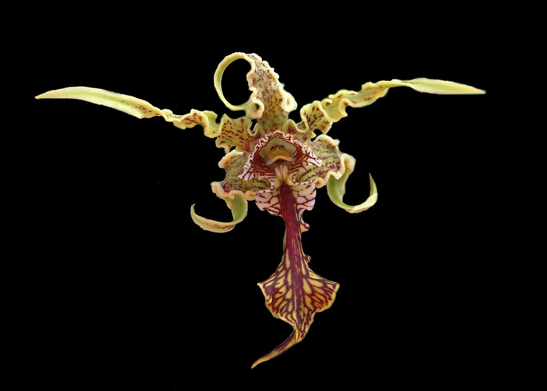 Dendrobium spectabile