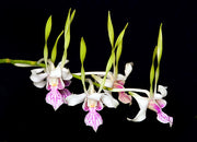 Dendrobium stratiotes