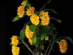 Load image into Gallery viewer, Dendrobium sulcatum