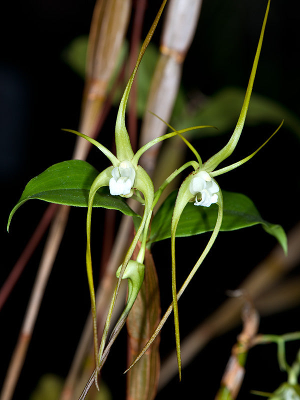 Dendrobium tetragonum var. sunrise