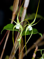 Dendrobium tetragonum var. sunrise