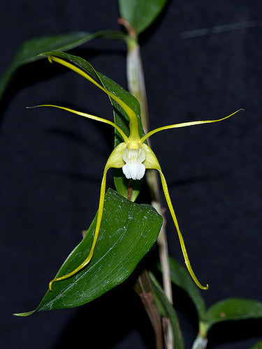 Dendrobium tetragonum var. sunrise