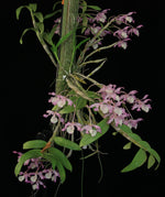Load image into Gallery viewer, Dendrobium tortile
