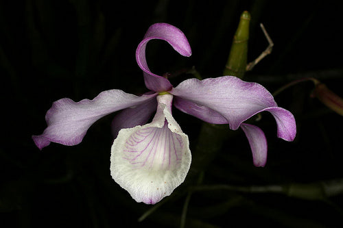 Dendrobium tortile