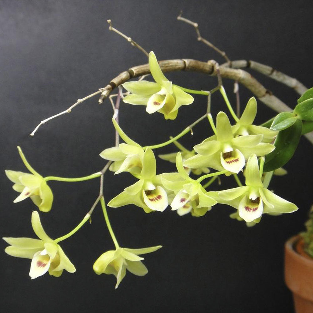 Dendrobium tosaense