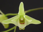 Carica l'immagine nel visualizzatore Galleria, Dendrobium tosaense