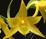 Load image into Gallery viewer, Dendrobium trigonopus
