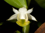 Dendrobium trinervium