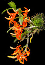 Load image into Gallery viewer, Dendrobium unicum
