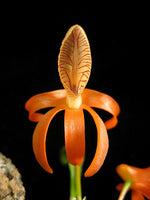 Load image into Gallery viewer, Dendrobium unicum
