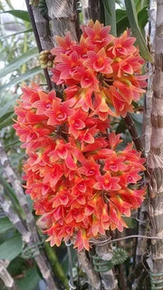 Dendrobium x tubitae (bullenianum x miyakei)