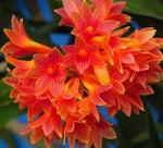 Carica l&#39;immagine nel visualizzatore Galleria, Dendrobium x usitae (bullenianum x miyakei)
