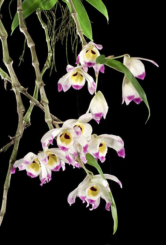 Dendrobium wardianum