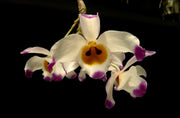 Dendrobium wardianum