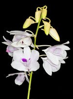Carica l'immagine nel visualizzatore Galleria, Dendrobium williamsianum