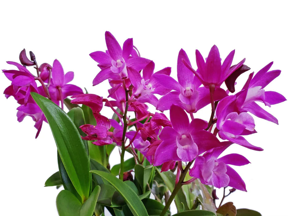Dendrobium Jonathan's Glory 'Dark Joy' HCC/AOC (D. Colonial Surprise x Kingrose)