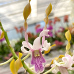 Load image into Gallery viewer, Dendrobium Taiwan Helix (Den. helix × Doctor Uthai)