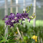 Load image into Gallery viewer, Dendrobium Thai Airwage Blue