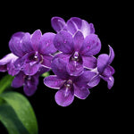 Load image into Gallery viewer, Dendrobium Thai Airwage Blue