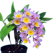 Dendrobium farmeri