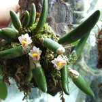Load image into Gallery viewer, Dendrobium lichenastrum