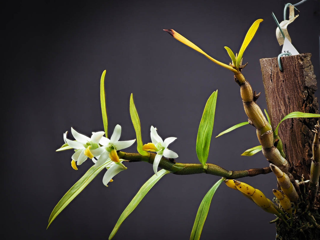 Dendrobium scabrilingue