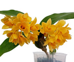 Load image into Gallery viewer, Dendrobium sulcatum
